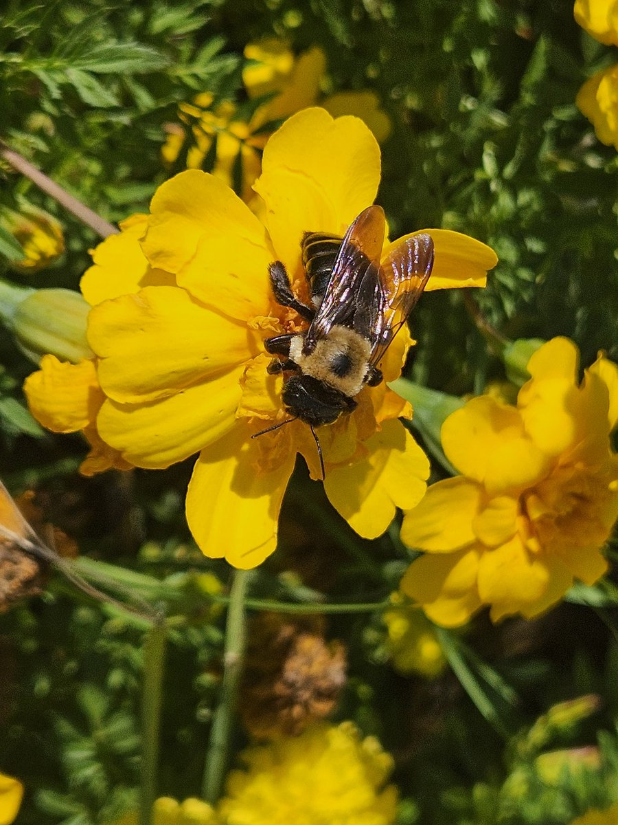 SciSean's tweet image. After exploring pollinators @Kempcougars we came back in and designed our own pollinators and plants @STEMcobb @cobbscience