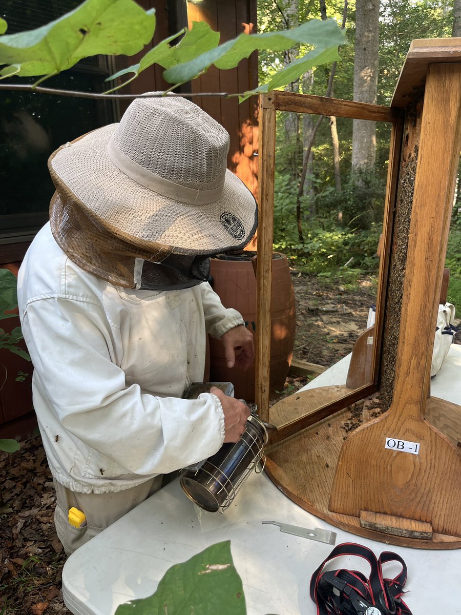 A new hive is in the house! 

Our observation hive got new residents so our 4th graders can learn about pollinators. Can you spot the queen?! 🐝👑

#aacpsfamily #belonggrowsucceed #ArlingtonEcho #honeybees #observationhive #pollinators #queenbee
