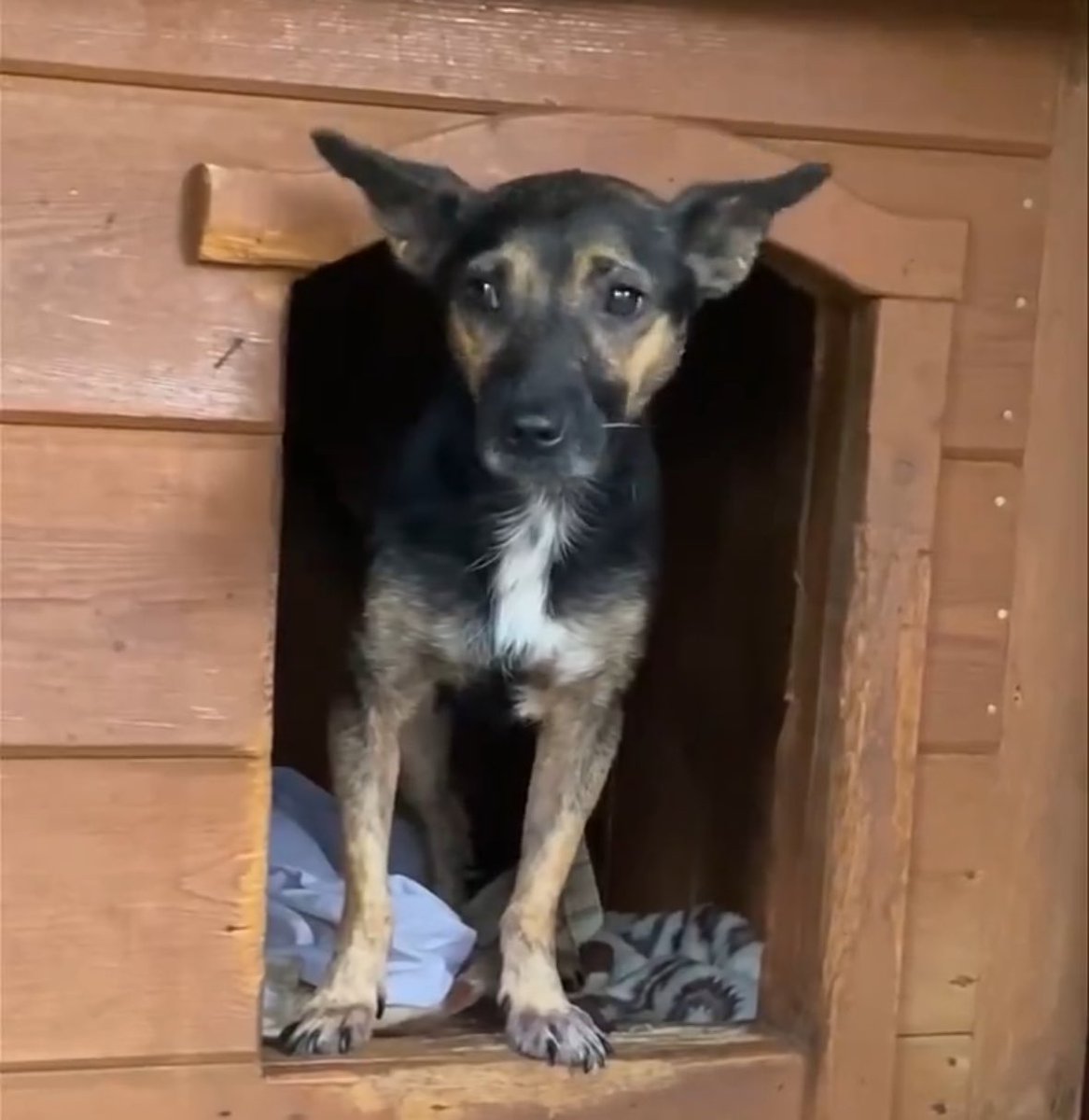 Pusia❤️❤️❤️
skrzywdzona psia mama💔
cudowna i delikatna kruszynka🥺
czeka na lepszy los i kochający 🏠 
RT🙏🙏🙏