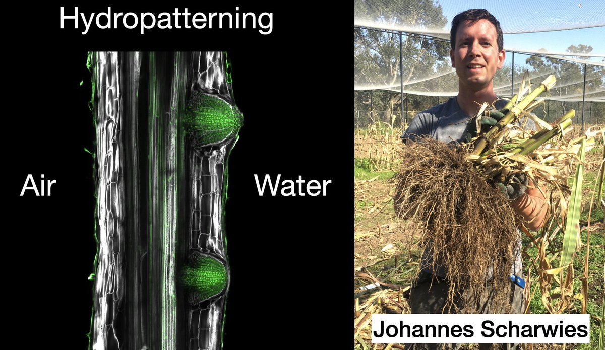 Ok, this is a big one! Proud to present our latest story on hydropatterning-a process that allows plants to sense moisture gradients in soil and activate branching. Johannes Scharwies defines the genetic basis for this response in maize and Arabidopsis!
biorxiv.org/content/10.110…
