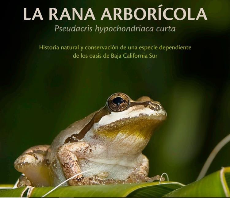 CONABIO's tweet photo. 🤓¿Ya conoces la BIOTECA? 🧐
Un espacio en donde podrás encontrar muchos libros para descargar completamente gratis.
Visítala en: https://t.co/UxD8AjoKFJ https://t.co/qDqQKUP88v