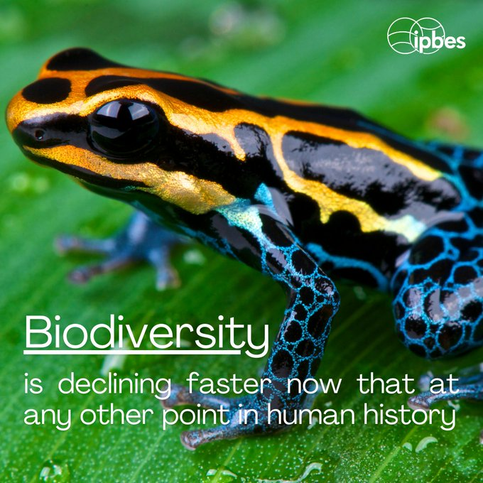 UNBiodiversity's tweet image. #Biodiversity is declining faster now that at any other point in human history.

Via @IPBES