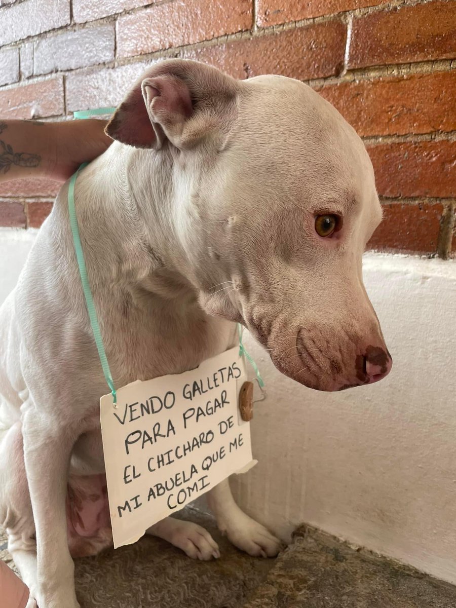 DiloConPerritos's tweet photo. Perdón abue 🥺 https://t.co/Ik1XWBHuH9