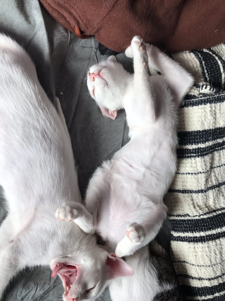 cattingwoman's tweet photo. Sağır yavru kedi yuva arıyor
Evde son 2 günü kalmış, annesiyle beraber bahçeye bırakılacaklarmış
Kediler duyma içgüdüsü ile hayatta kalırlar
Bu kedi ve annesine ayrı ayrı ya da beraber çok acil yuva arıyoruz
İstanbul’dalar https://t.co/QVaVUTkEOj