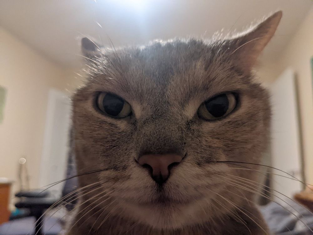 PunchingCat's tweet photo. nah, i’d win https://t.co/zbx5RUaHEM