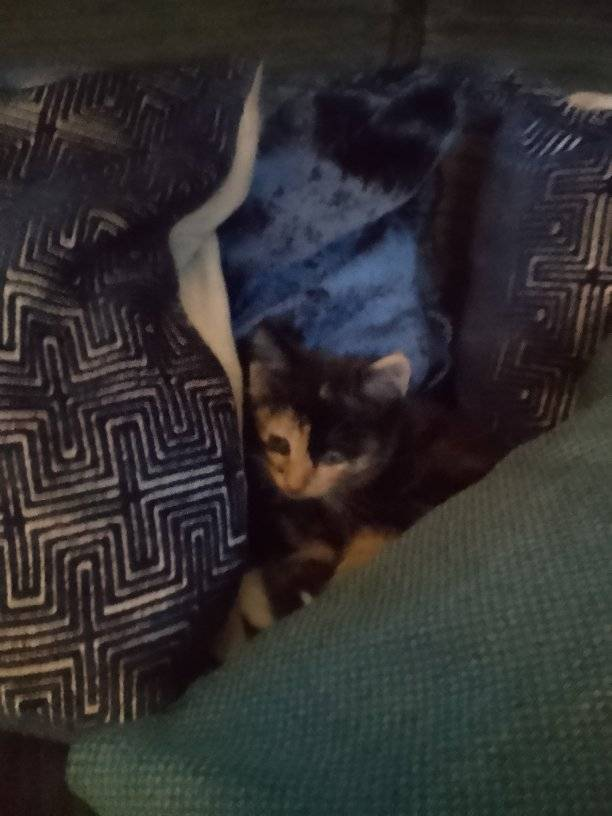 lk_maureen's tweet photo. Miss Emmy has now discovered her new favourite spot which also happens to be Miss Rubys favourite spot...someone is not impressed #Kittenland #AdventuresinKittenland #MissEmmy #MissRuby https://t.co/R9jiyA4rhH