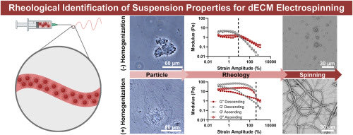 Elizabeth Cosgriff-Hernandez (@cosgriffhernan) on Twitter photo Interested in the regenerative potential of dECM but having a hard time fabricating it? Check out our latest work on Suspension electrospinning of decellularized extracellular matrix: A new method to preserve bioactivity
sciencedirect.com/science/articl… Interested in the regenerative potential of dECM but having a hard time fabricating it? Check out our latest work on Suspension electrospinning of decellularized extracellular matrix: A new method to preserve bioactivity
sciencedirect.com/science/articl…