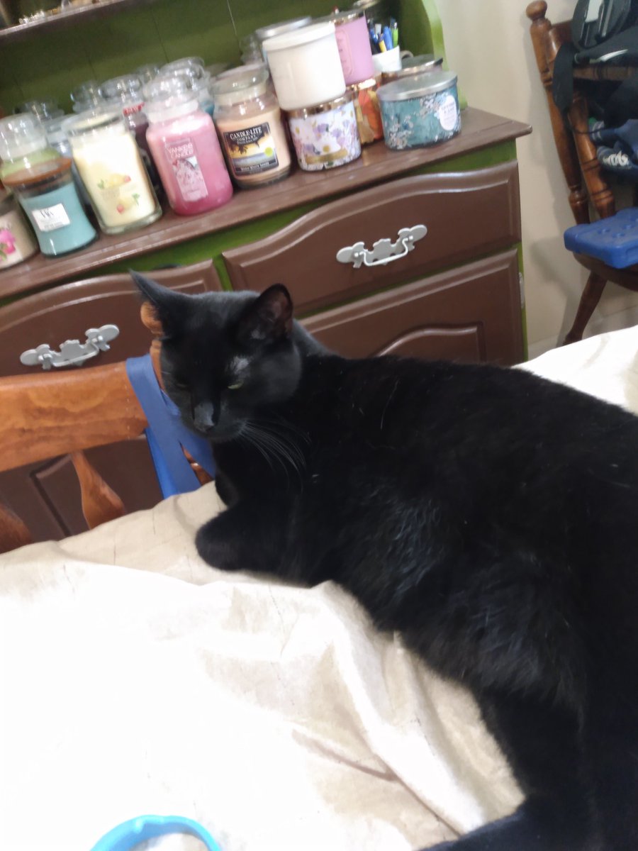 ChairmanMe69255's tweet photo. Selene wants to post a #WhiskersWednesday 
Usually you can't see her whiskers, as she is very stealthy, but here is her best attempt ❤️🐾 https://t.co/Rh8iQ6A5YR
