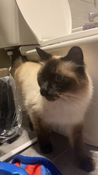 Anyone missing a young Persian kitty in Mt. Pearl?