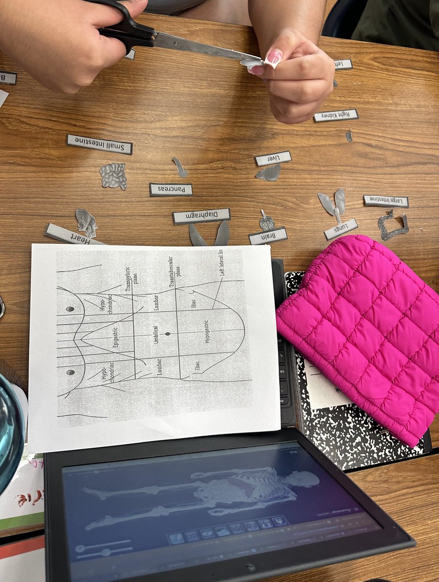 healthedgirl's tweet image. Can you Identify the 9 body regions? With the help of the #anatomagetable #anatomagelessons these #healthscience students can! Today they applied the concepts of organ systems, directional terms &amp;amp; body regions in a cut &amp;amp; paste activity #ghsbobcatnation @Anatomage @WSFCSCTE #wsfcs