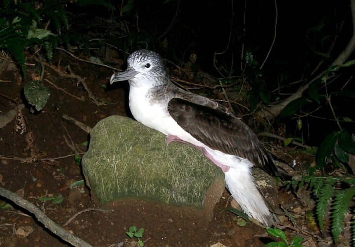 🌟Pacific Seabirds content submissions due on September 15th!🌟

 All are welcome and encouraged to submit content to each new issue of Pacific Seabirds! 

docs.google.com/forms/d/e/1FAI…

IMAGE: Kanachoro
