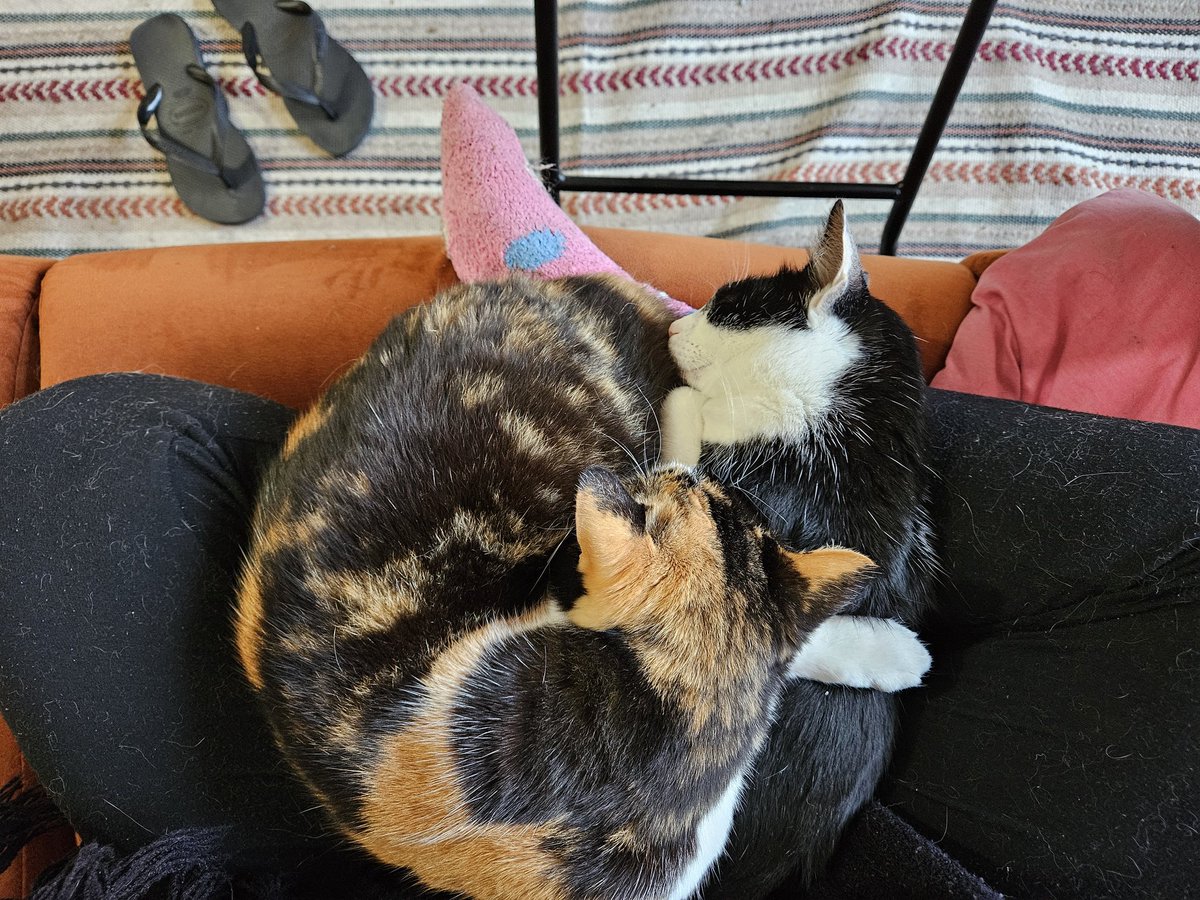 Celtadocouro's tweet photo. Bola de gato https://t.co/dHQrwN20BK