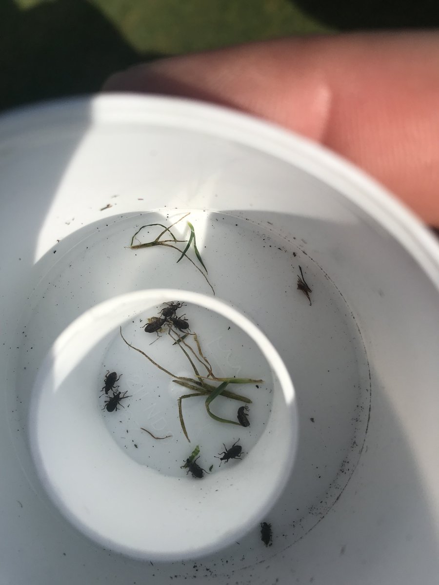 Two additional cases of annual bluegrass weevil have now been confirmed in central WI by @TurfEnto. Both courses are near the original ABW ID from 2020. Other courses in this area should begin scouting for ABW. For more information visit: tdl.wisc.edu/annual-bluegra…