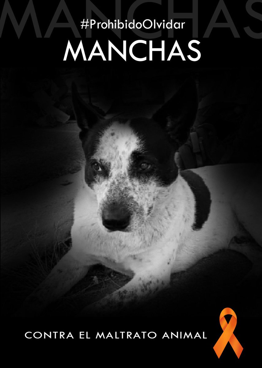 #ProhibidoOlvidar nos recuerda a la sociedad a mantener viva la memoria del abuso de <a href="/Farmatodo/">Farmatodo</a> para evitar que se repita en el futuro.

#Manchas #JusticiaParaManchas #DondeEstaManchas #NoAlMaltratoAnimal
#FarmatodoMaltratoAnimal
