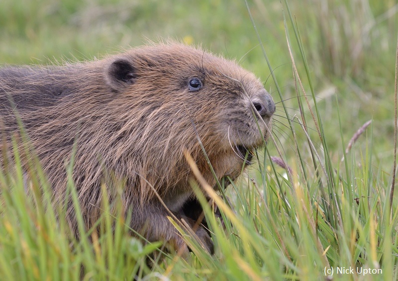 Two years ago, beavers were officially recognised as native species in England... but why are they still waiting to return to the wild? 🦫

Today we launch A vision for the return of beavers to England and Wales. 🐾

Find out more👉wtru.st/3yYgu6k 
(1/3)
#BeaverVision
