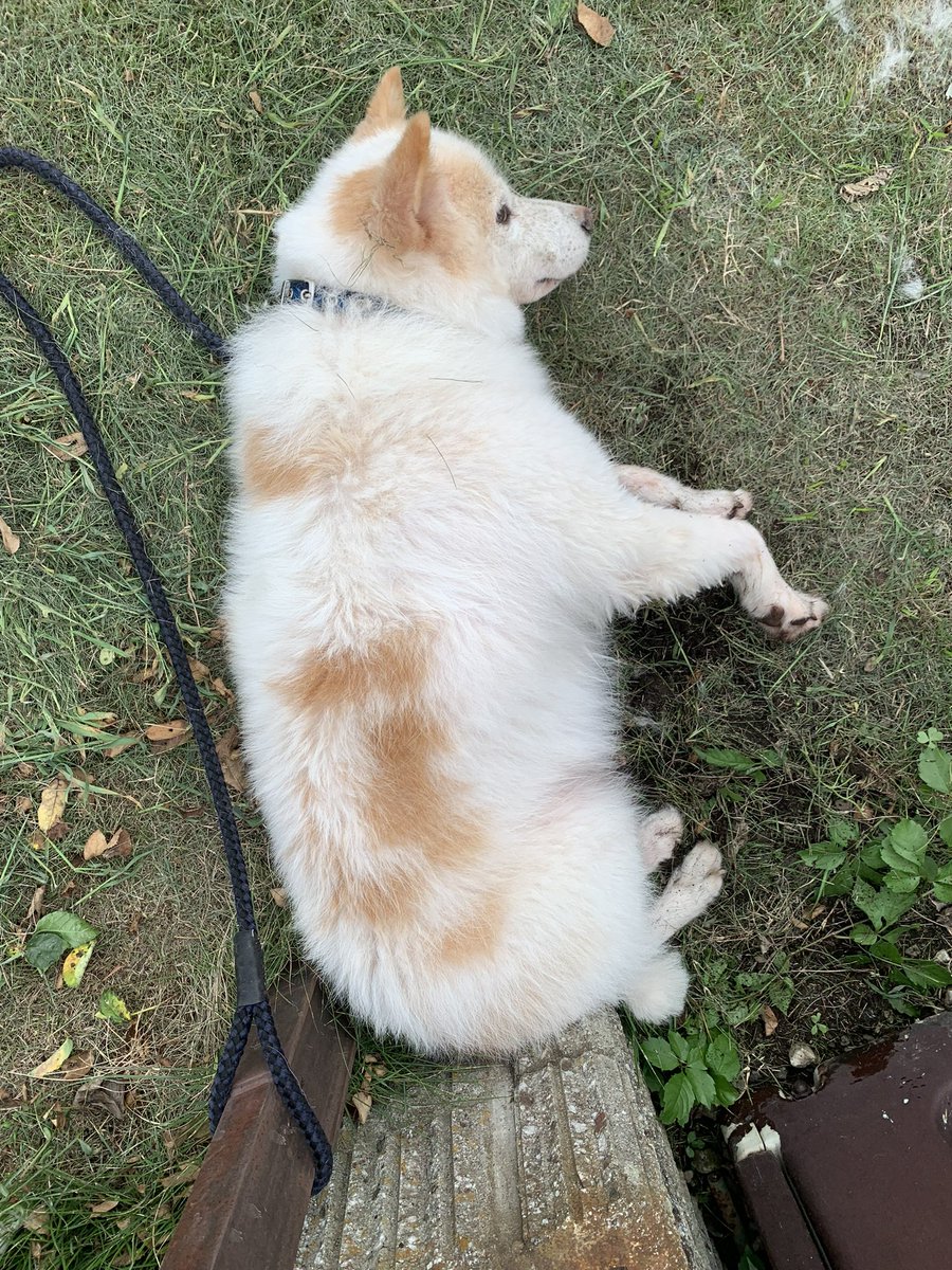 uR82ro9rHf98880's tweet photo. 茨城県内で白とベージュの雑種犬を探してます‼️
名前ムック
下妻、小貝川、北条、筑波山口、リンリンロード、守谷で、似た犬の目撃情報を頂いてます‼️
見かけたら、写真を送って教えてくだ��い‼️
#迷い犬　#つくば　#犬　#下妻　#小貝川　#北条　#筑波山口　#りんりんロード　#守谷 https://t.co/BvUbfYnk5e