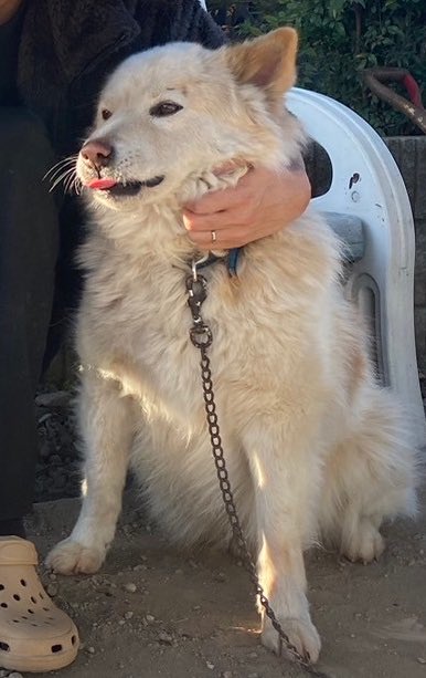 uR82ro9rHf98880's tweet photo. 茨城県内で白とベージュの雑種犬を探してます‼️
名前ムック
下妻、小貝川、北条、筑波山口、リンリンロード、守谷で、似た犬の目撃情報を頂いてます‼️
見かけたら、写真を送って教えてくだ��い‼️
#迷い犬　#つくば　#犬　#下妻　#小貝川　#北条　#筑波山口　#りんりんロード　#守谷 https://t.co/BvUbfYnk5e