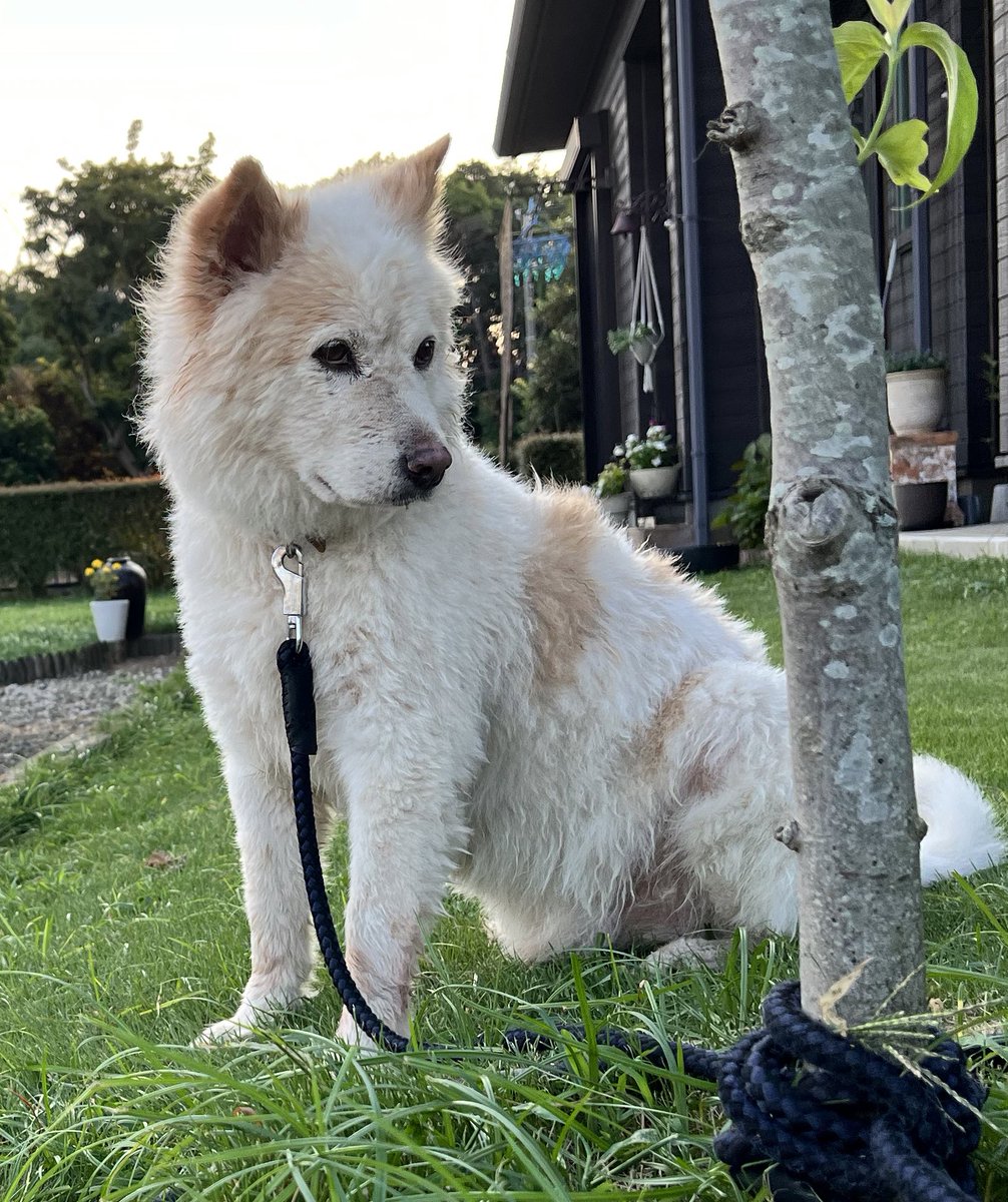 uR82ro9rHf98880's tweet photo. 茨城県内で白とベージュの雑種犬を探してます‼️
名前ムック
下妻、小貝川、北条、筑波山口、リンリンロード、守谷で、似た犬の目撃情報を頂いてます‼️
見かけたら、写真を送って教えてくだ��い‼️
#迷い犬　#つくば　#犬　#下妻　#小貝川　#北条　#筑波山口　#りんりんロード　#守谷 https://t.co/BvUbfYnk5e