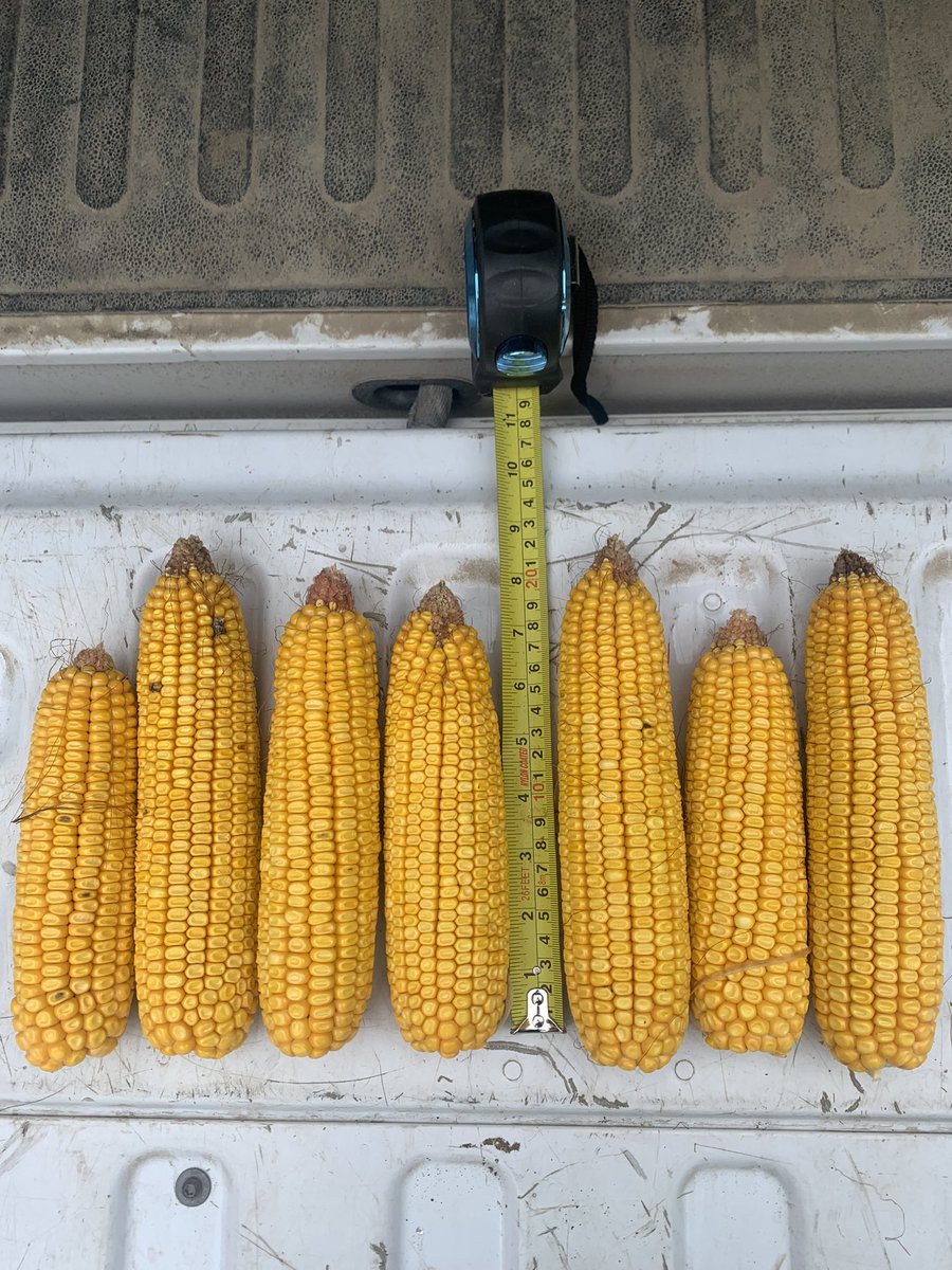 fender2323's tweet photo. Lots of very consistent corn in the Greater Thamesville Area, leaf diseases and tip back present but overall looking solid with majority at R4-R5 #GLGTour2024 https://t.co/924XPf8L2e
