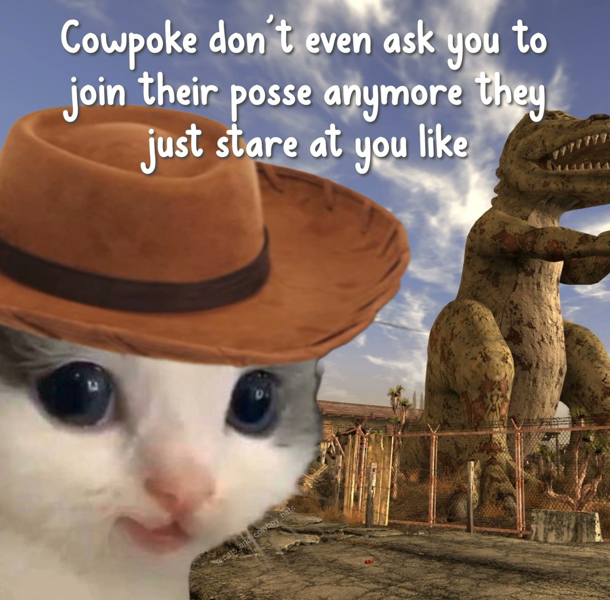 Cats And Cowboy Hats (@cowboycats) on Twitter photo 