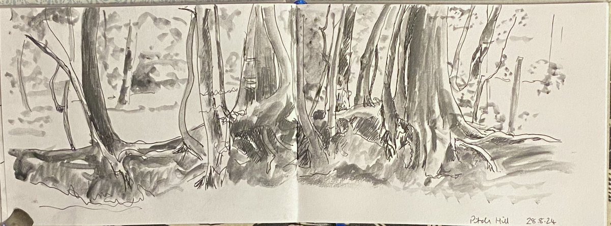 More beech trees on Pitch Hill from a photo I took yesterday. Fineliner and soluble graphite. #DrawingAugust day 28. #sketchbook