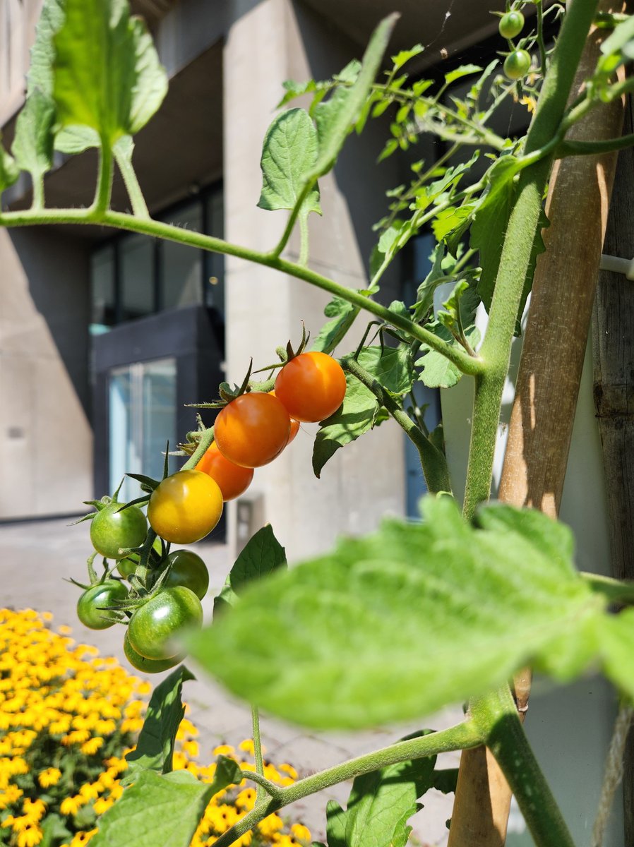 La Place du Canada est fière d'offrir ses abondantes récoltes de l'été 2024 provenant du potager urbain mis en place à l'immeuble en partenariat avec <a href="/microhabitat_ca/">Microhabitat</a>  à l'organisme de bienfaisance <a href="/ChezDorisRefuge/">Chez Doris</a>