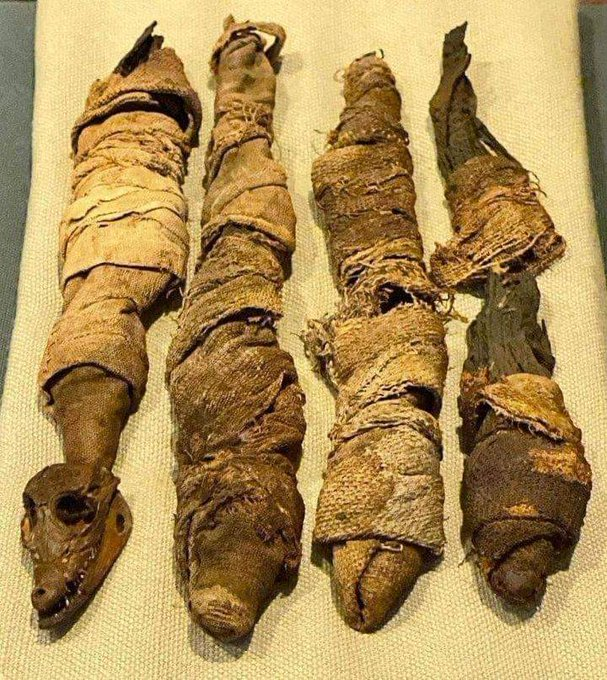 histogram's tweet image. The 4 mummified baby crocodiles (332 BC-250 AD), from (Ptolemaic or Roman Era), Egypt.