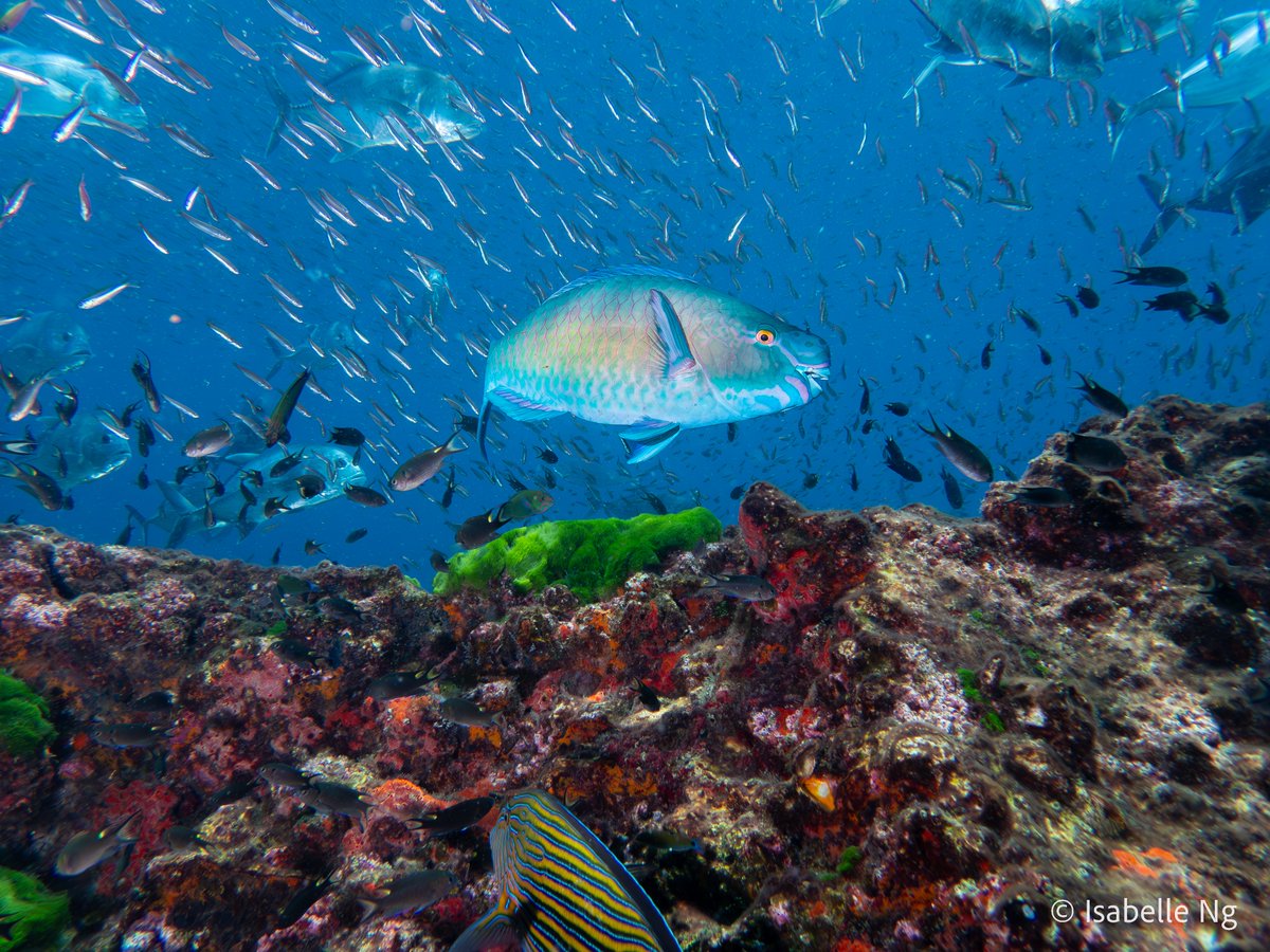 Isabelle Ng (@iseabelle_ng) on Twitter photo Reef fishes are diverse, & so are their diets.
What led to the diversity of diets🍴seen in fishes on reefs today? 🪸🐠
Read more here: doi.org/10.1098/rspb.2…
Published in <a href="/RSocPublishing/">Royal Society Publishing</a> w/ <a href="/bellwoodlab/">The Bellwood Lab</a>, <a href="/JanStrugnell/">Prof Jan Strugnell</a>, @ParraviciniVale, & <a href="/SiqueiraAleC/">Alexandre C Siqueira</a>
<a href="/jcu/">James Cook Uni</a> <a href="/ReefFunctionHub/">Reef Function Hub</a> Reef fishes are diverse, & so are their diets.
What led to the diversity of diets🍴seen in fishes on reefs today? 🪸🐠
Read more here: doi.org/10.1098/rspb.2…
Published in <a href="/RSocPublishing/">Royal Society Publishing</a> w/ <a href="/bellwoodlab/">The Bellwood Lab</a>, <a href="/JanStrugnell/">Prof Jan Strugnell</a>, @ParraviciniVale, & <a href="/SiqueiraAleC/">Alexandre C Siqueira</a>
<a href="/jcu/">James Cook Uni</a> <a href="/ReefFunctionHub/">Reef Function Hub</a>