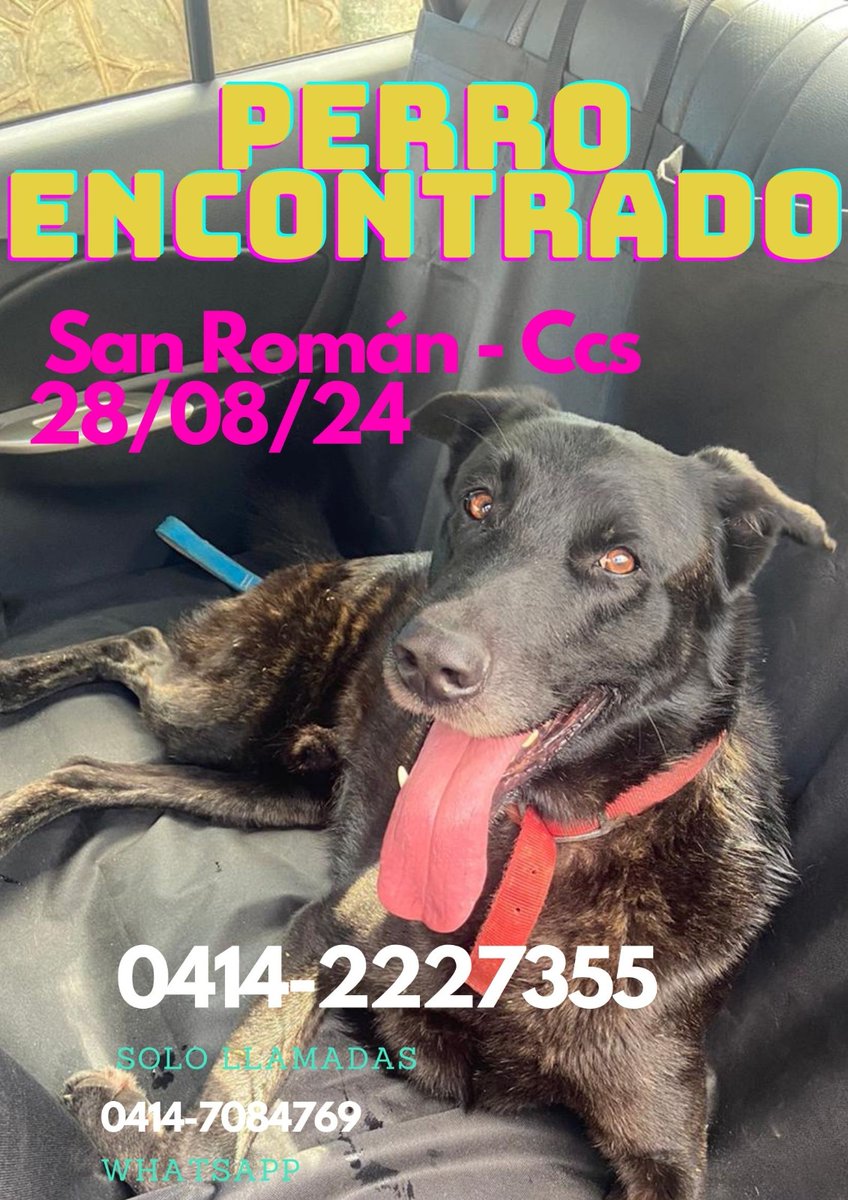 PerroUsuario's tweet photo. Reporta @PauVP: Hola! Encontramos a este perrito en San Román #Caracas perdido, esta cuidadito y con collar parece que se le perdió a alguien :(
Por favor difundir 🙏
#perros #PERDIDO #sos https://t.co/WLP8jKfwbk