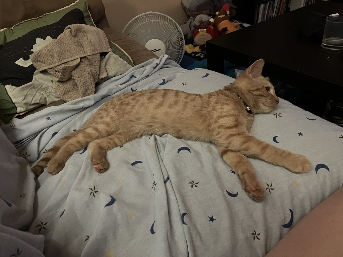 This very long teen cat chilling on the sofa with me.