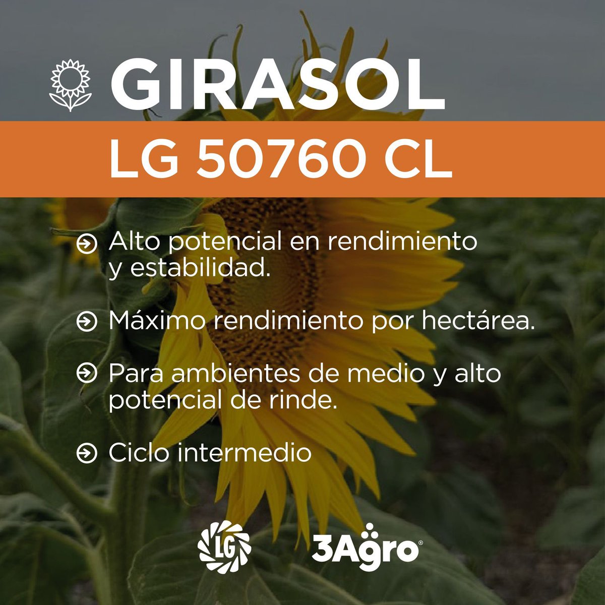 𝗚𝗜𝗥𝗔𝗦𝗢𝗟 𝗟𝗚 𝟱𝟬𝟳𝟲𝟬 𝗖𝗟⤵️
<a href="/lgsemillas/">LG SEMILLAS 🌽🌻🌾🌱</a>