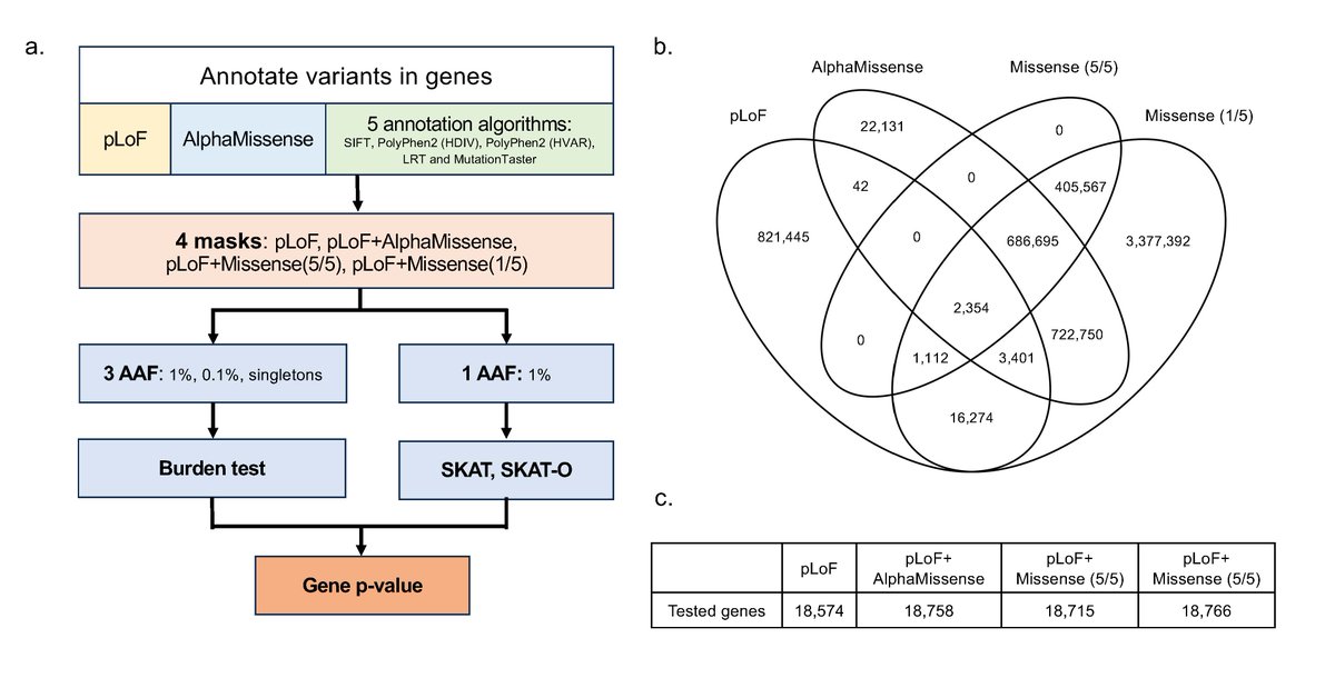 ASHG (@geneticssociety) on Twitter photo In an evaluation of variant annotation methods across 24 common traits and diseases, the latest <a href="/HGGAdvances/">Human Genetics and Genomics Advances</a> article demonstrates that AlphaMissense offers only limited improvements over existing methods: cell.com/hgg-advances/f… #ASHG #HumanGenetics In an evaluation of variant annotation methods across 24 common traits and diseases, the latest <a href="/HGGAdvances/">Human Genetics and Genomics Advances</a> article demonstrates that AlphaMissense offers only limited improvements over existing methods: cell.com/hgg-advances/f… #ASHG #HumanGenetics