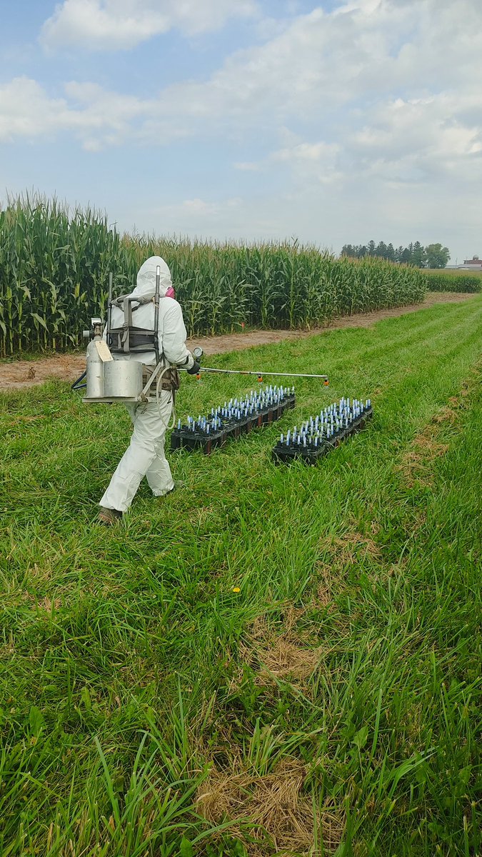 Rodrigo Werle tweet media