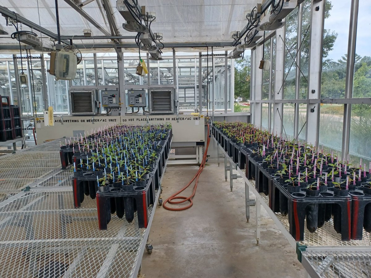 Rodrigo Werle (@wiscweeds) on Twitter photo Uhaul to the rescue! <a href="/AhmadrezaMobli/">Ahmadreza Mobli</a> & <a href="/FFaleco/">Felipe Faleco</a> transporting #waterhemp plants to a field location to be treated with dicamba as part of our <a href="/WISoyCheckoff/">Wisconsin Soybean Marketing Board</a> herbicide resistance monitoring efforts. Plants are treated outside to mitigate vapor drift concerns within our greenhouses. Uhaul to the rescue! <a href="/AhmadrezaMobli/">Ahmadreza Mobli</a> & <a href="/FFaleco/">Felipe Faleco</a> transporting #waterhemp plants to a field location to be treated with dicamba as part of our <a href="/WISoyCheckoff/">Wisconsin Soybean Marketing Board</a> herbicide resistance monitoring efforts. Plants are treated outside to mitigate vapor drift concerns within our greenhouses.