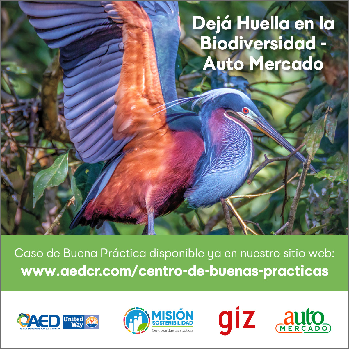 Dejá Huella en la Biodiversidad es un proceso y campaña de sensibilización sobre la producción de piña y banano responsable con la biodiversidad a proveedores y consumidores finales de Auto Mercado, en alianza con GIZ.

Conozca más en: aedcr.com/recurso/caso-b…