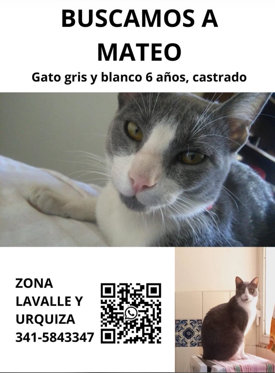 👉🏻 Se perdió MATEO 🙏🏻

En la zona de Lavalle y Urquiza

Por cualquier info:
👉🏻 341 5 843347 👈🏻

Gracias por compartir 🙏🏻