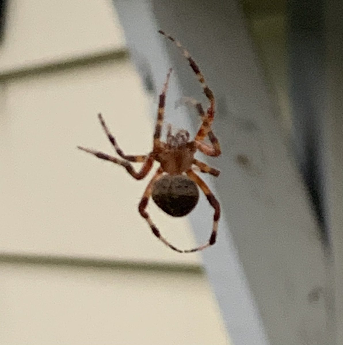 kle052789's tweet photo. Got home from the store and found this guy running up and down his web. We were mesmerized! He was HUGE! #bigspider #creepycrawly #betterthantv https://t.co/32aUgvHIjt