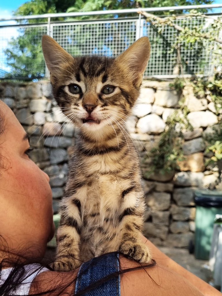 Kedi Sahiplendirme tweet media