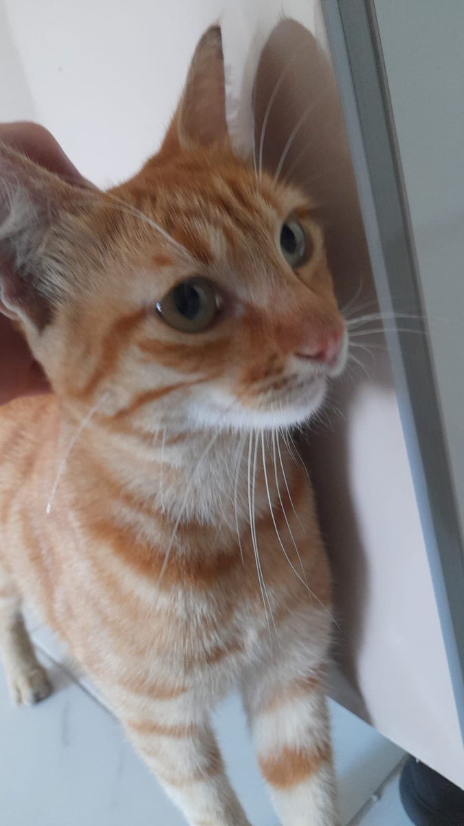 Kedi Sahiplendirme tweet media