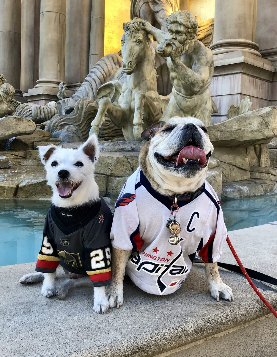 Today is #RainbowBridgeRememberanceDay 
Bark &amp; Ovie 🌈