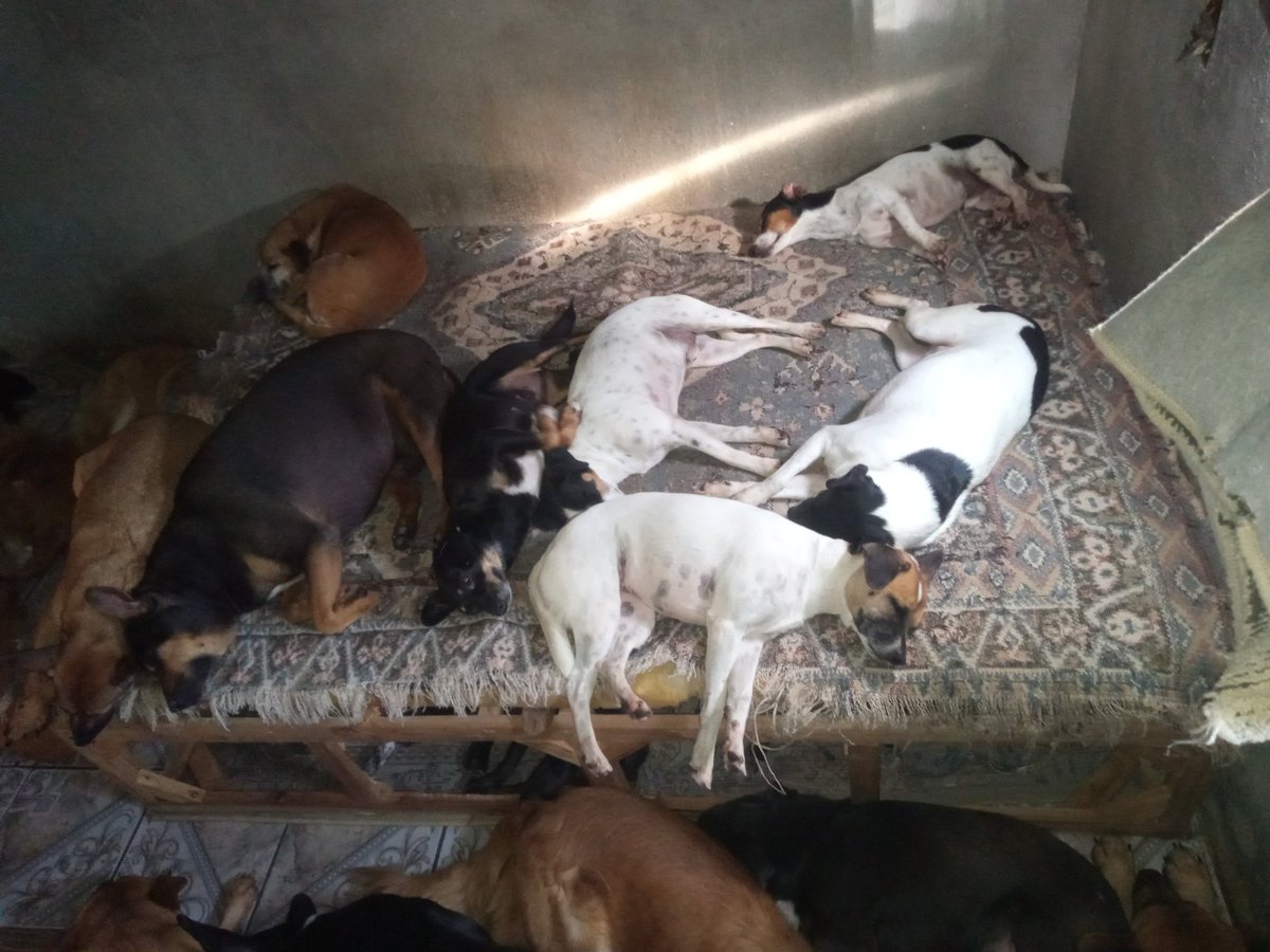 Wborgesprotecao's tweet photo. ⚠️PRECISAMOS DE 110 PESSOAS DOANDO R$10 PRA PEDIRMOS A RACAO PRA 10 DIAS NA SEXTA E REMÉDIOS DE VOVO $1.600
PIX CPF 077.469.026-77 WALISSON https://t.co/IzhoJAT6Z6