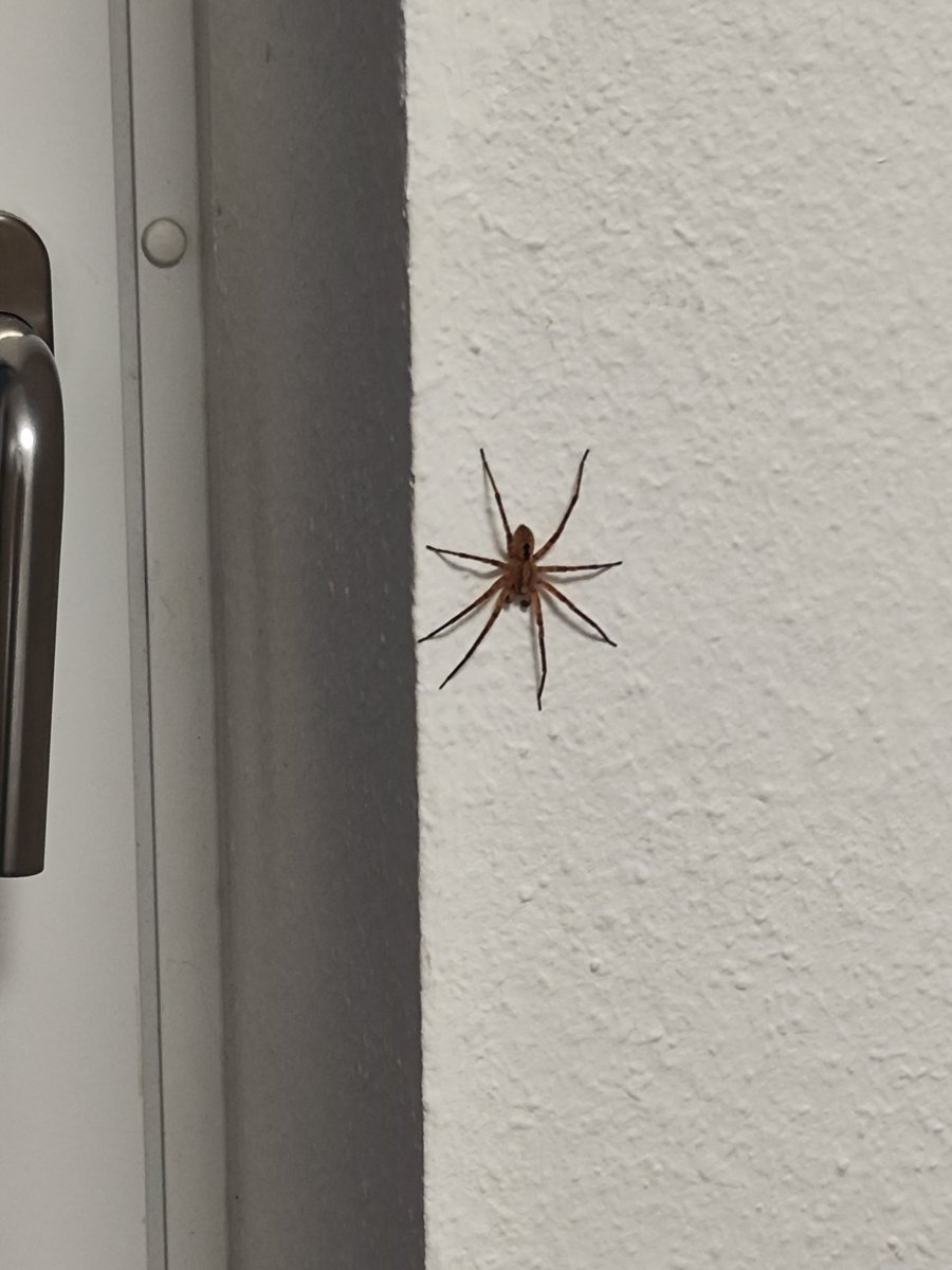 Willst schlafen gehen, da sitzt dann dieser gottlose Bastard....🤷😱