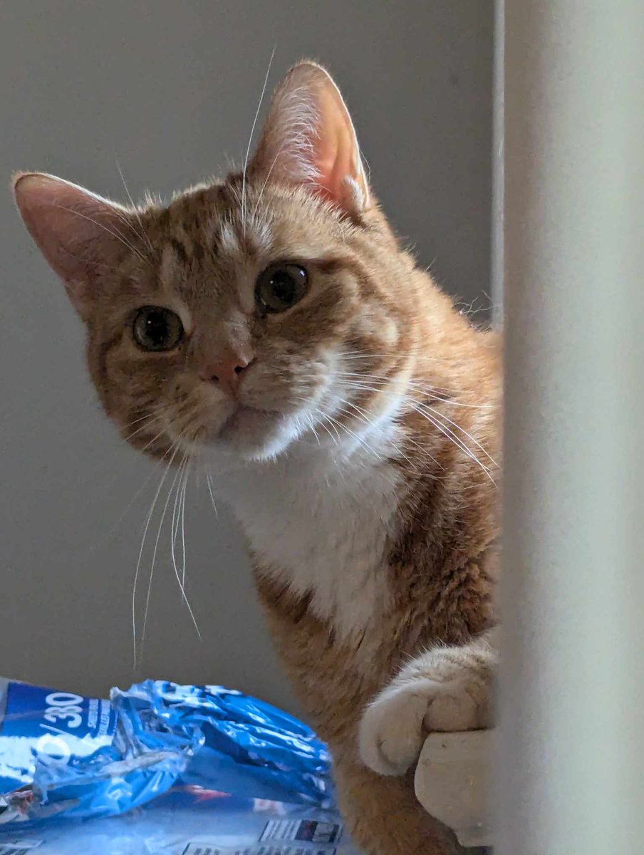 InofunI's tweet photo. @buildabear just curious- what do I need to bring to prove my biological son that I birthed is 4? He's a cat so no birth certificate- but I mean..I birthed him from my womb so I can vouch for him. https://t.co/5tYlAk0cgO