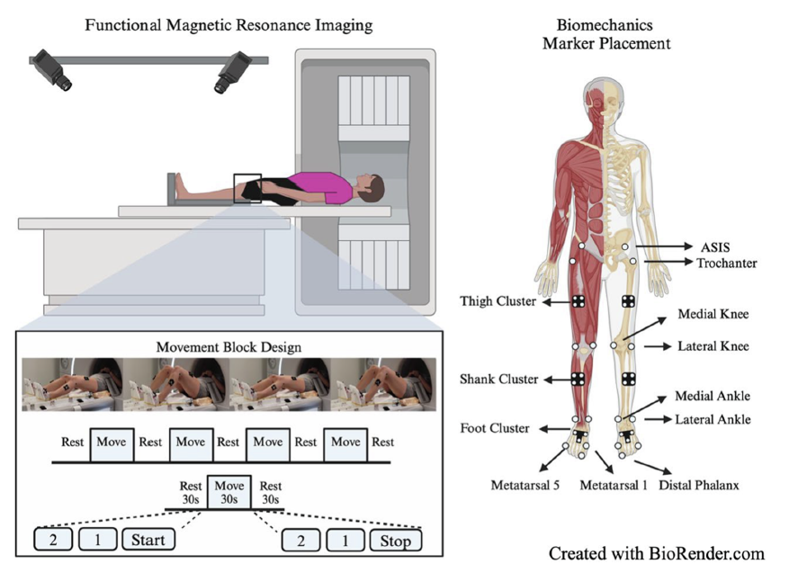 Jed Diekfuss, PhD tweet media