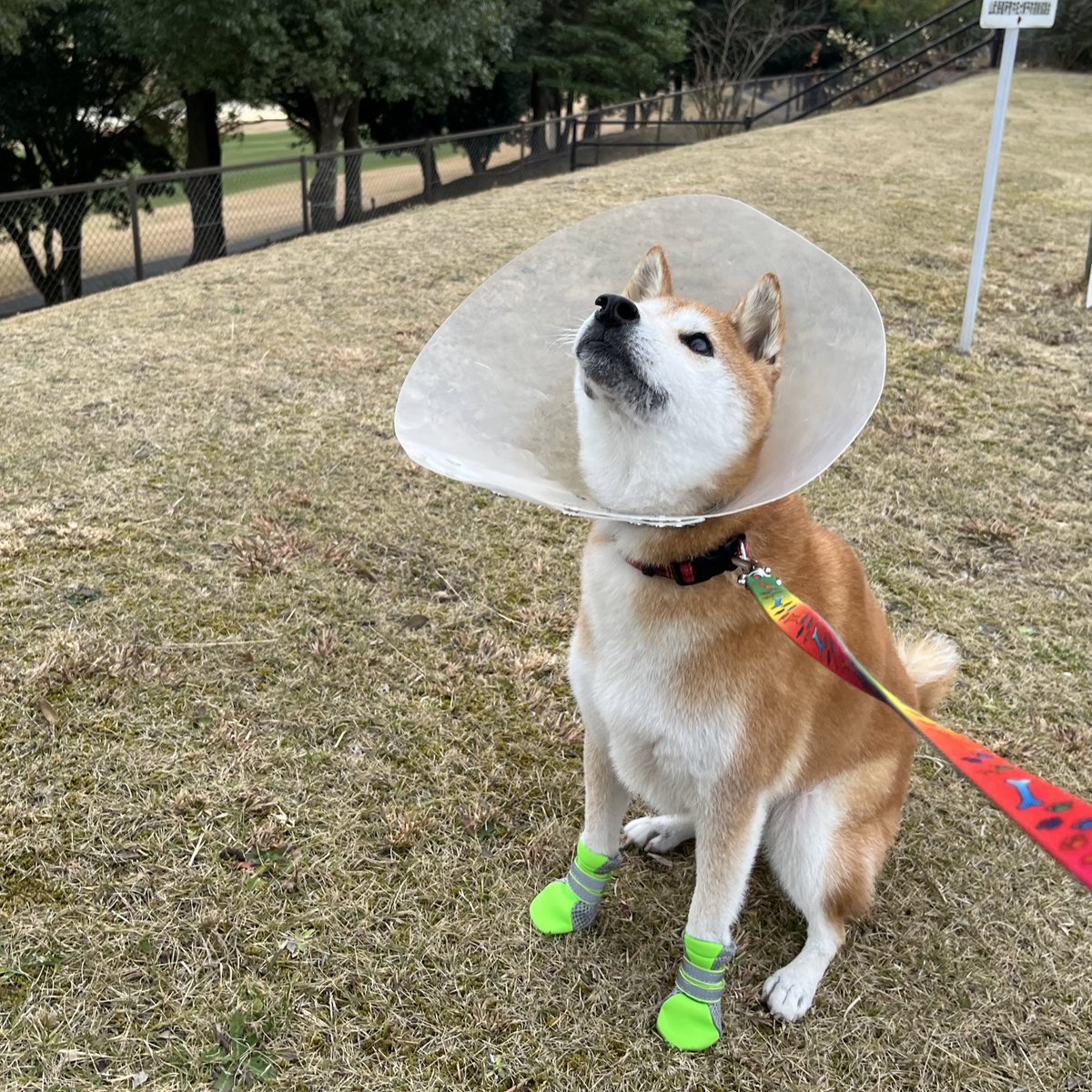 おやつ🍪ちょうだい
#柴犬　#ShibaInu