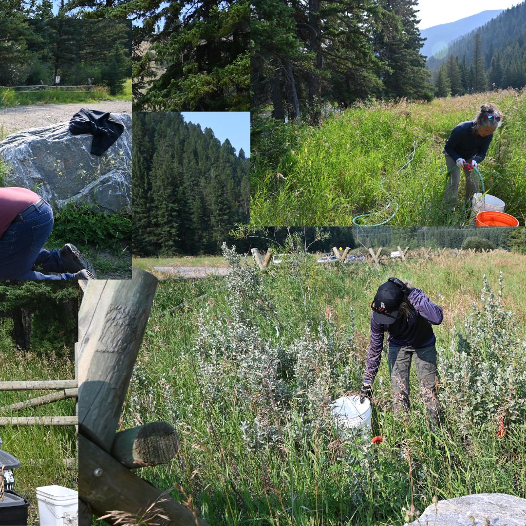 Even though construction &amp; planting on Upper Deer Creek happened several years ago, we need to keep tabs on this project to make sure it's still performing. Thanks to our 6 volunteers and the Custer Gallatin National Forest Service for their help! gallatinrivertaskforce.org/upper-deer-cre…