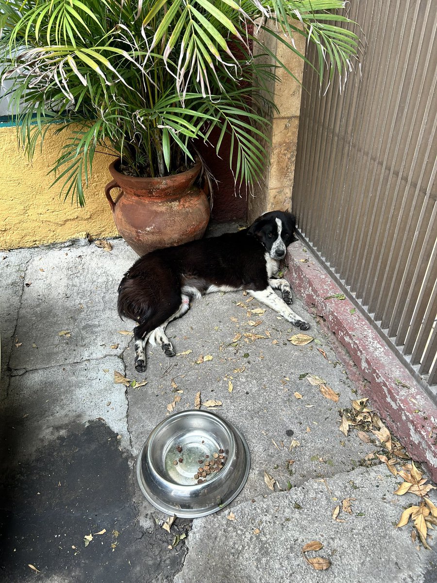 HELA_MORE's tweet photo. Amigos este perrito viejito necesita resguardo con mucha urgencia.
Probablemente está extraviado y camino muchísimo,no lo sabemos realmente pero necesita que alguien lo pueda resguardar.
Está en Coyoacán,colonia Educación.
Si pueden ayudar nos avisan por favor 🙏🏼 https://t.co/0cSFdwnQrB