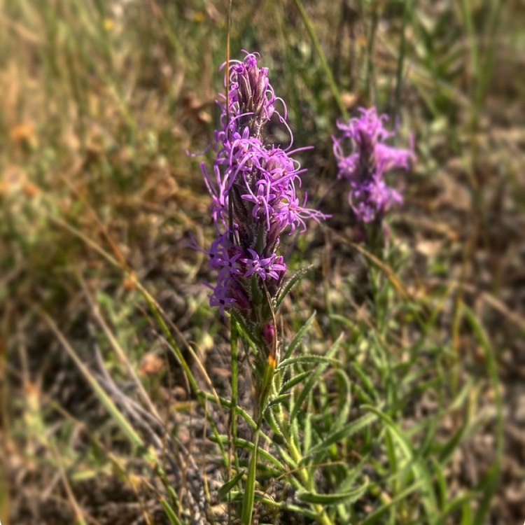 Stockgrowersfdn's tweet photo. DYK?
Dotted Blazingstar blooms in late summer and can be found on dry meadows, exposed hillsides and are incredibly drought tolerant! #wildflowerwednesday #nativegrasslands #nativewildflower #saskgrasslands #biodiversity https://t.co/zTTQJk33AX