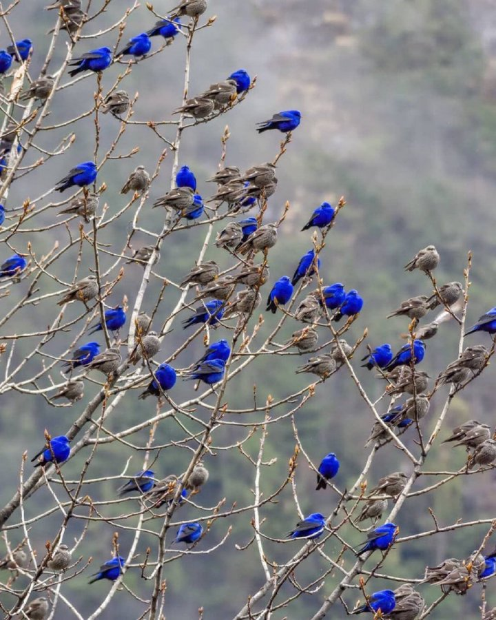 xForNature's tweet photo. A tree full of Grandala birds resting,    

female birds are brown the males are vivid blue. https://t.co/sFAKhbZiJM