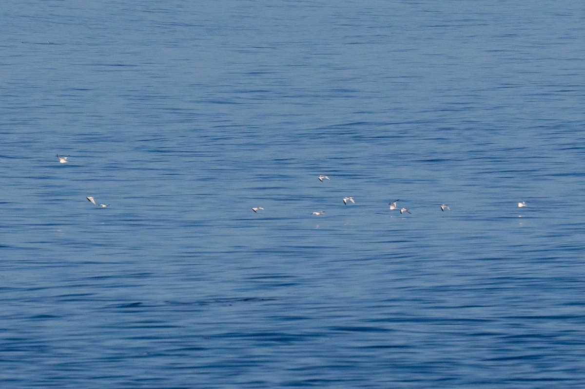 I did not see everything on this incredible seawatch this morning but almost - including around 2000, albeit distant, Sabine’s Gulls. There was a world record day count here two days ago of the species - over 4500. Today’s group list: ebird.org/checklist/S193…